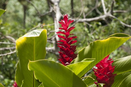 Alpinia purpurata ou gingembre rouge