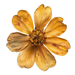 Dried pressed flower leaves on the white isolated background.