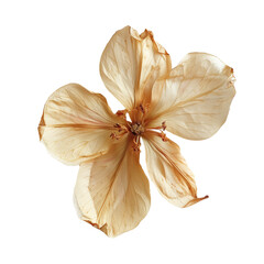 Dry pressed flower. Dried flowers. - 785710842