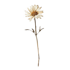 Dried Daisy Flower close up on white background.