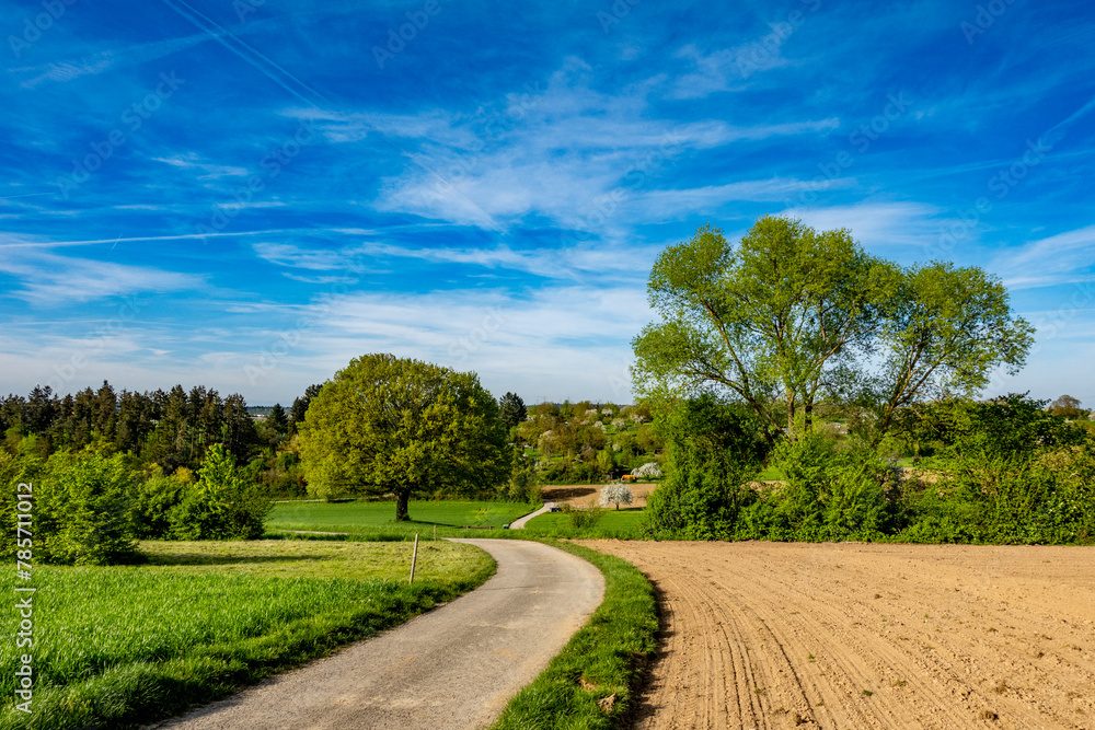 Poster Baum in Hügellandschaft im Frühjahr