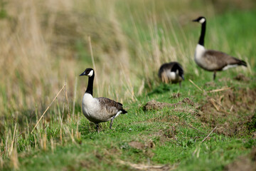 Naturtiere als Familie. Wildgänse auf dem Deich im grünen Gras an Ostern.