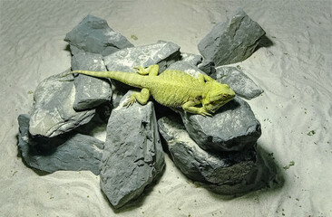 Green big iguana at the grey rock