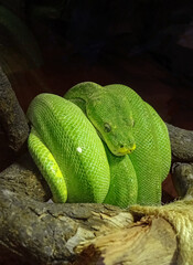 Green long snake wrapped over branch