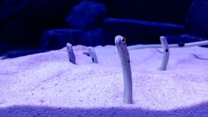 Conger, coral reef fish, eel over sand under water