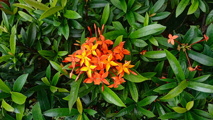 orange Ixora coccinea colorful flower and green leaves