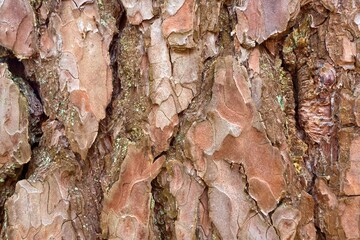 Tree bark background. Pine forest. Tree bark texture, tree bark pattern. Closed bark of a Pinaceae...