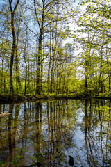 Idyllischer Waldsee im Frühling