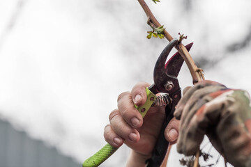 Spring work in the garden. The gardener's hand with a pruner. Pruning raspberry and blackberry...