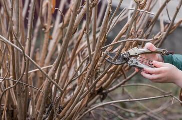 Spring work in the garden. The gardeners hand with a pruner. Pruning hydrangea bushes with pruning...