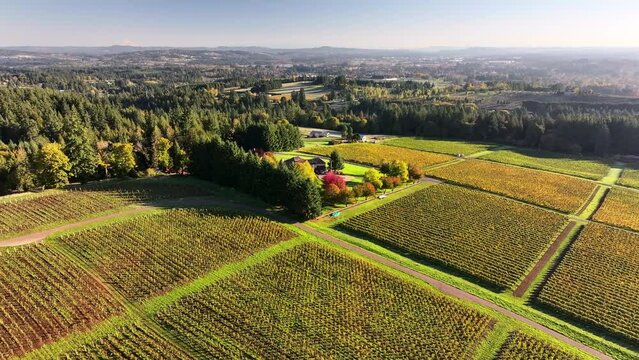 Aerial: An Expansive Vineyard Stretches Towards The Horizon Where Gentle Hills Rise, Showcasing The Vastness And Fertility Of This Prime Winemaking Terrain. - Sherwood, Oregon