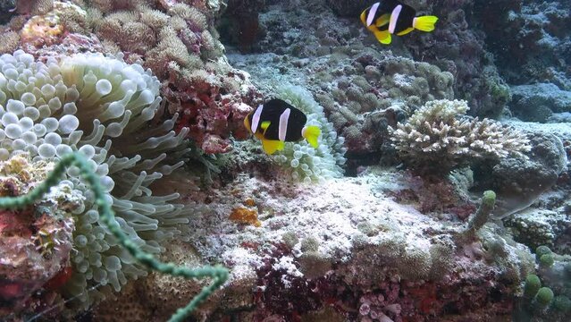 Underwater scene - Clownfish swimming around its anemome