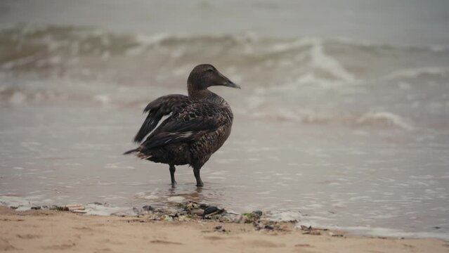 Un canard sur une plage observant la mer