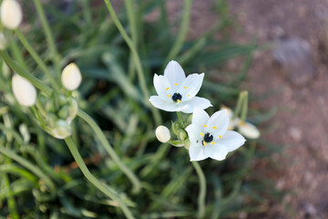 Ornithogalum Arabicum flowers in the garden