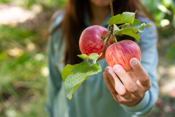 Woman's hand holding unpicked red apples from apple tree.