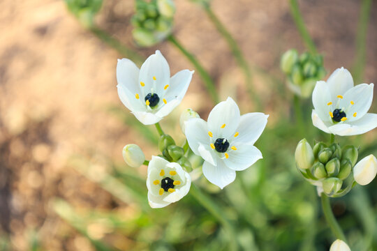 Ornithogalum Arabicum flowers in the garden