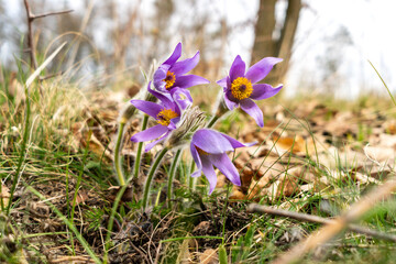 Close-up of blooming Pulsatilla, purple protected rare flower free in nature in spring in a meadow.