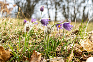 Close-up of blooming Pulsatilla, purple protected rare flower free in nature in spring in a meadow.