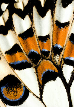 Exquisite papilio demoleus butterfly wing pattern in close-up detail