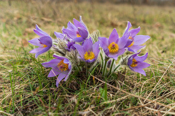 Close-up of blooming Pulsatilla, purple protected rare flower free in nature in spring in a meadow.