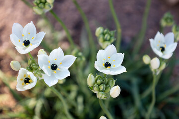 Ornithogalum Arabicum flowers in the garden