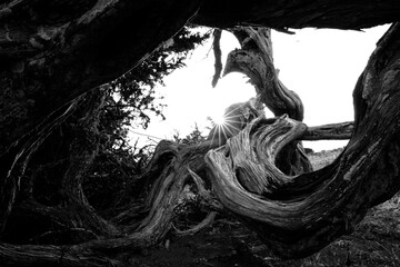 Ancient twisted juniper tree in black and white