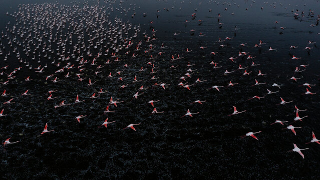 Flock of Flamingos Flying Over Water at Dusk