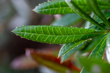 Wintergreen barberry or chinese barberry. Berberis julianae in spring. Green and red berberis...