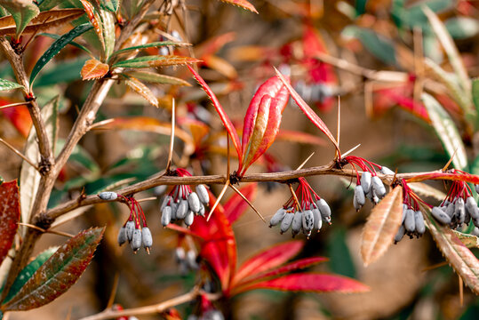 Wintergreen barberry or chinese barberry. Berberis julianae in spring. Green and red berberis leaves.