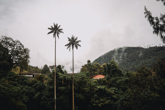 Wax Palms in Cocora Valley Colombia under Cloudy Sky