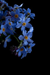 Macro photo of blue forget-me-not flowers on a black background and copy space