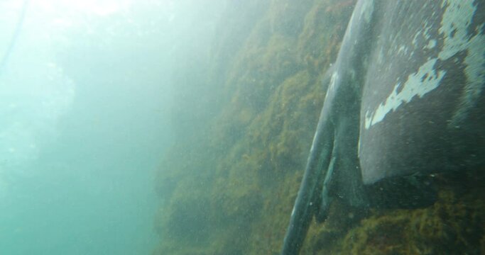 Beautiful sting ray swimming across underwater cliff