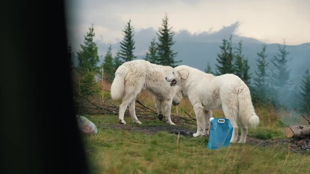 Two mountain alabai are grazing sheep in the mountains, two alabai are resting on a meadow in a mountainous area
