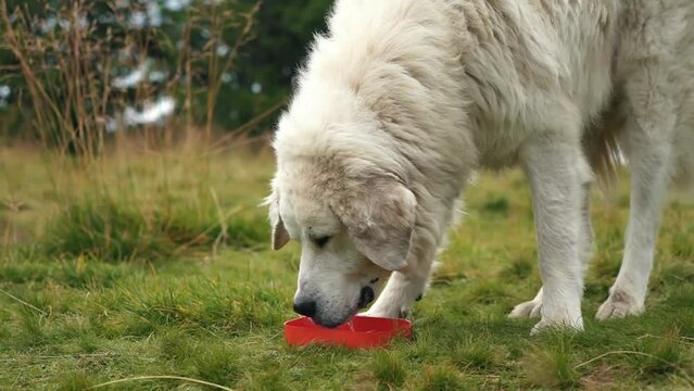A large white alabay drinks water from a red plate