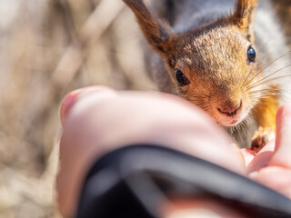 A squirrel in the spring or autumn eats nuts from a human hand. Eurasian red squirrel, Sciurus...