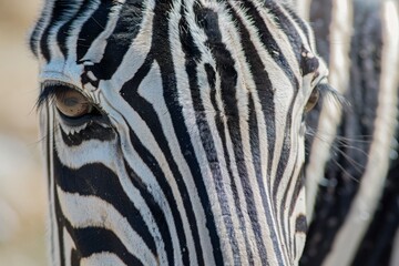 Close-up of zebra stripes in natural light, capturing the intricate patterns and texture of its fur.