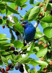 beautiful indigo buting perched in a mulberry tree in La Fitte's Cove nature preserve in galveston,...