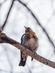 Fieldfare is sitting on branch in winter or autumn on blue sky background.