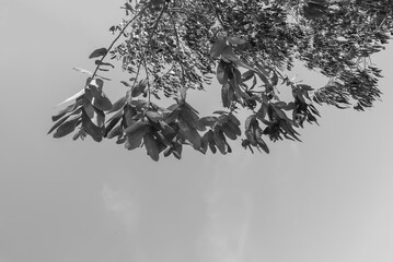 beautiful monochrome image of eucalyptus branches rustling in the wind against the sky