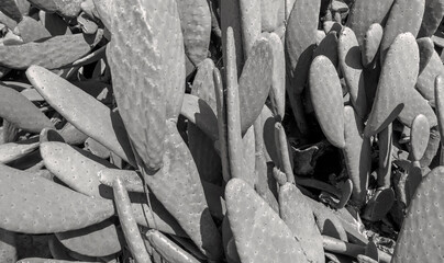 monochrome image of large amount of cactus in the countryside