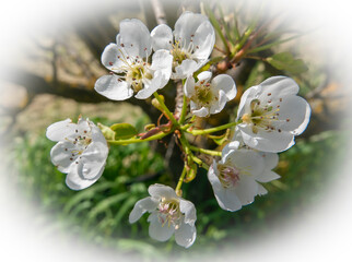 beautiful macro of flowering apple tree branch in spring