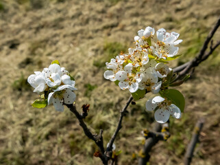 beautiful macro of flowering apple tree branch in spring
