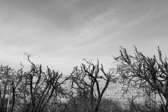 suggestive monochromatic image of nature in agricultural fields