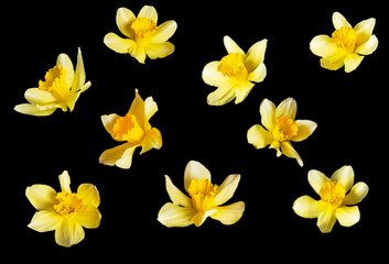 many bright yellow daffodil flowers on a black background