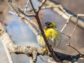 Eurasian siskin male, latin name spinus spinus, sitting on branch of tree. Cute little yellow songbird.
