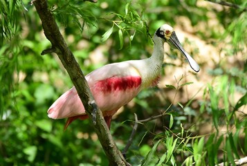 beautiful pink roseate spoonbill  standing in nesting grounds in spring at the smith oaks rookery...