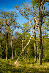 Beschädigter Baum im Wald
