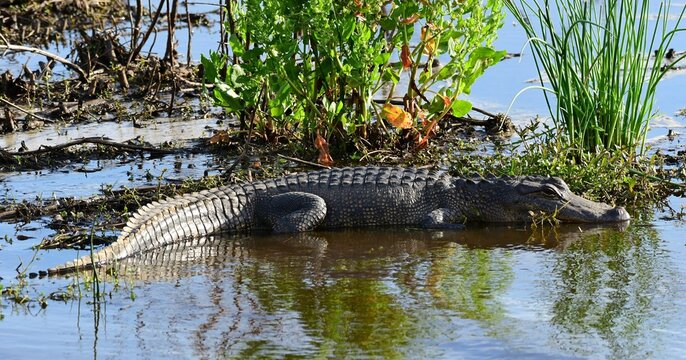 american alligator lying in the shallows in the marsh at anahuac national wildlife refuge near high island, on the gulf coast of  texas