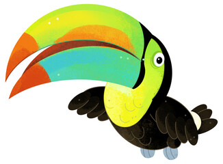 Fototapeta premium Cartoon animal happy tropical bird toucan isolated background illustration for children