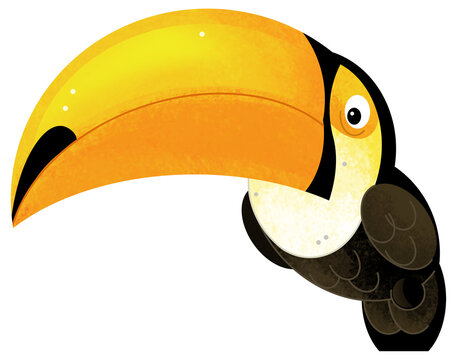 recommend clip art: Cartoon animal happy tropical bird toucan isolated background illustration for children